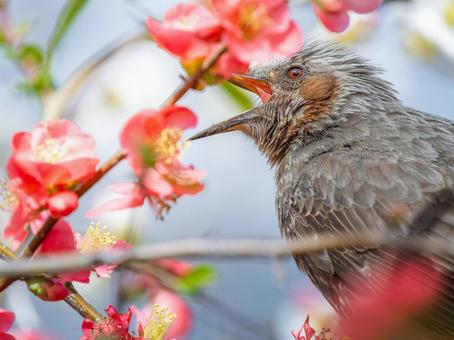 ボケの花とヒヨドリ ボケの花とヒヨドリの写真