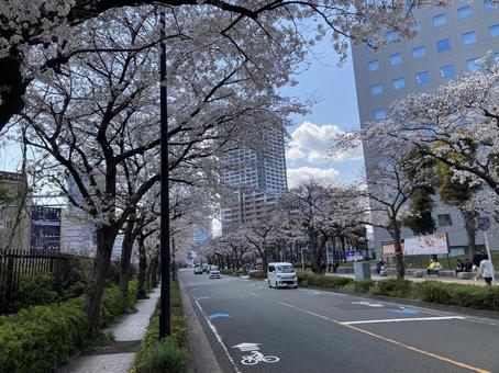 街中の桜並木 街中の桜並木の写真