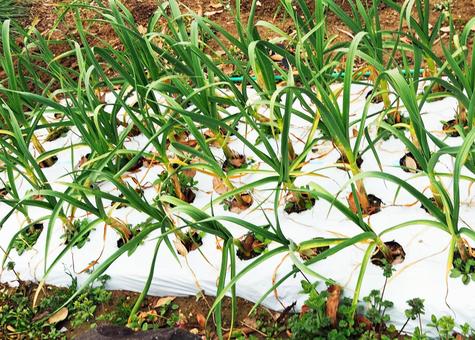 雑草防止のマルチに囲まれたニンニク 雑草防止のマルチに囲まれたニンニク ニンニク,蒜,辛みの写真素材