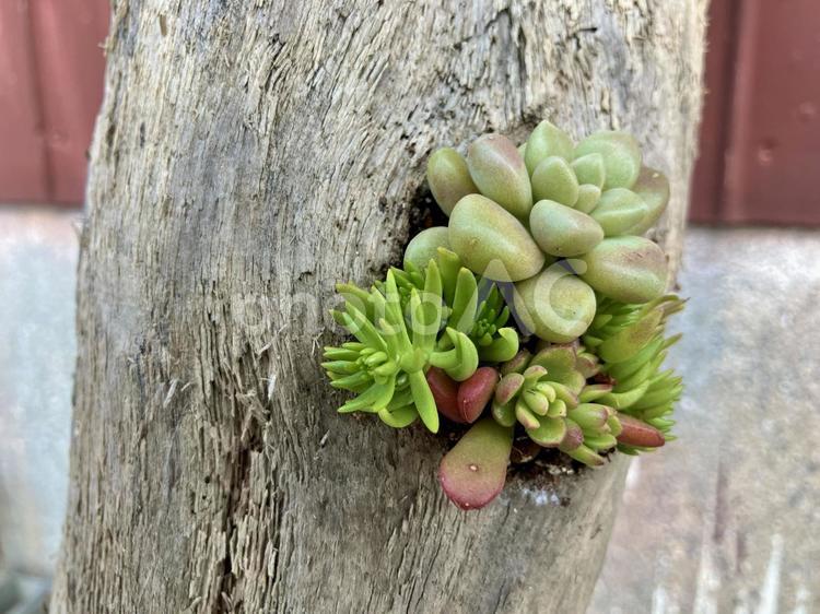 たにく 流木,木,植物の写真素材
