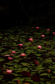 Photo, water lily, mysterious, pink, 
