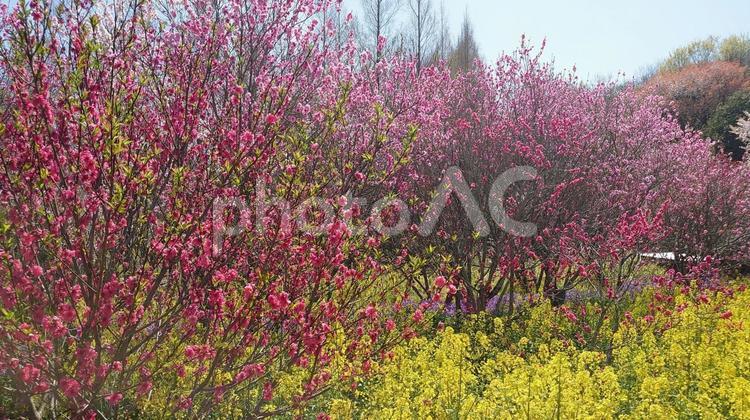 三重県営サンアリーナ花広場の花桃と菜の花 花桃,菜の花畑,春の写真素材