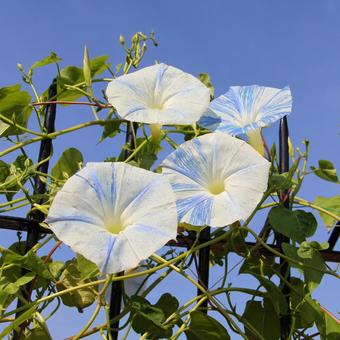 あさがお86 あさがお86 あさがお,セイヨウアサガオ,緑の写真素材