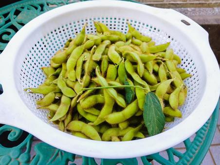 ザルに収穫した枝豆 ザルに収穫した枝豆 枝豆,葉っぱ,収穫の写真素材