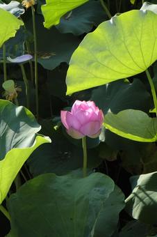 夏の池に咲く蓮の花 蓮,蓮の花,ハスの写真素材