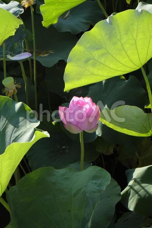 夏の池に咲く蓮の花 蓮,蓮の花,ハスの写真素材