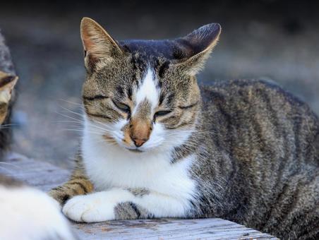 大家族のパパ猫さんです。 大家族のパパ猫さんです。の写真