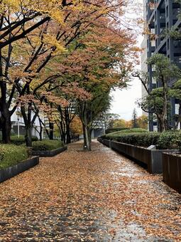 ビルの谷間雨上がりの落ち葉 落ち葉,ビル,雨上がりの写真素材