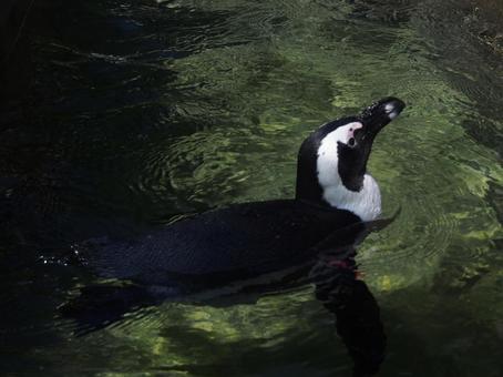 泳ぐペンギン 泳ぐペンギンの写真