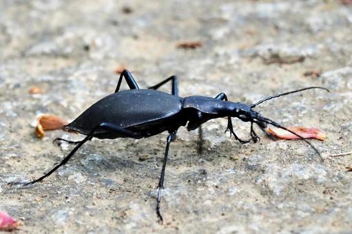 マイマイカブリの写真