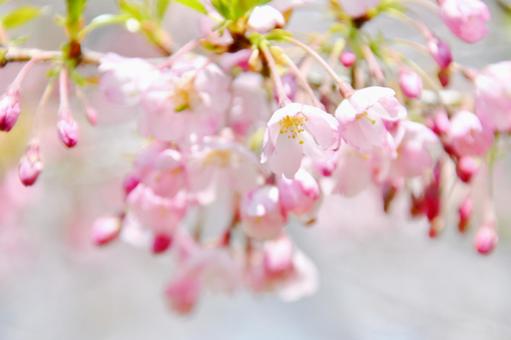 薄紅色の春めき桜の写真