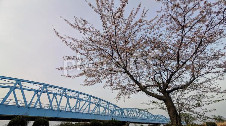 川に架かる桜と青い橋② 木,青,橋の写真素材