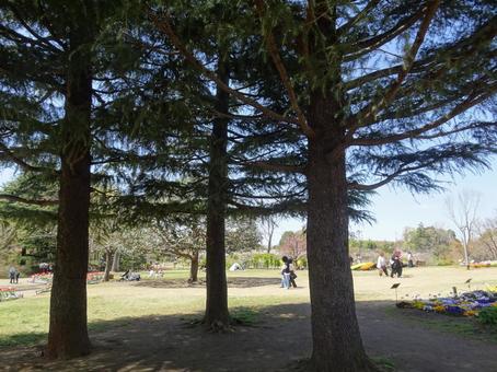 四月のアンデルセン公園-68 四月のアンデルセン公園-68 四月,ふなばしアンデルセン公園,千葉県船橋市の写真素材