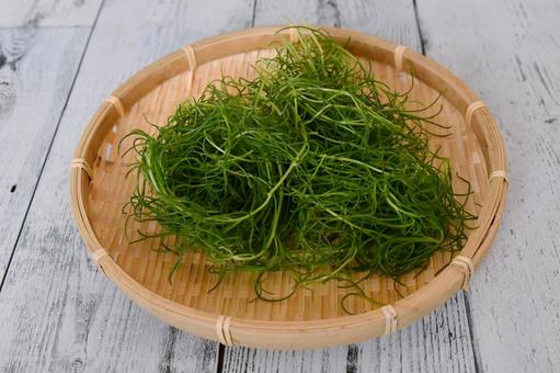 おかひじき おかひじき,野菜,ミルナの写真素材