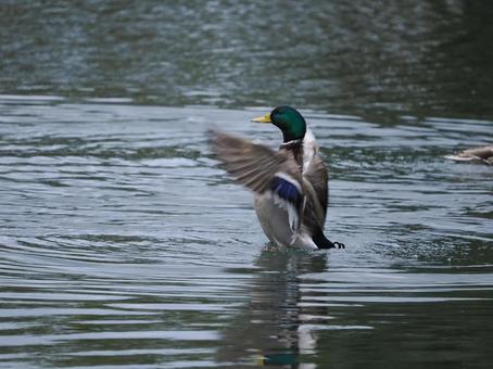 Duck, JPG Duck, JPG