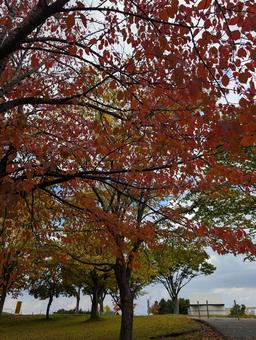 紅葉、青い海公園３ 紅葉,落ち葉,芝生の写真素材