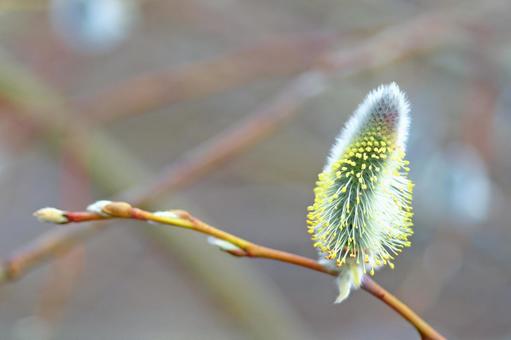 小春日和に微笑むネコヤナギ 小春日和に微笑むネコヤナギの写真