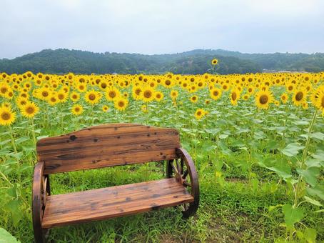 ひまわり畑とベンチ ひまわり畑とベンチ ひまわり,花畑,夏の写真素材