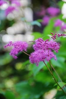 キョウガノコ・京鹿子 草花,マクロ,小花の写真素材