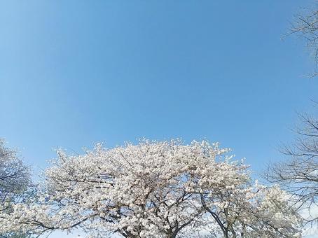 青空とのコントラストが美しい満開の桜の樹 桜,満開,春の写真素材