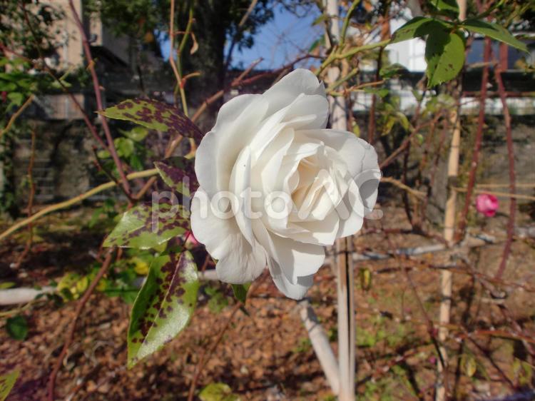 １２月の白い薔薇 バラ,花,植物の写真素材