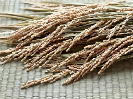 稲穂　畳背景 稲,米,稲穂の写真素材
