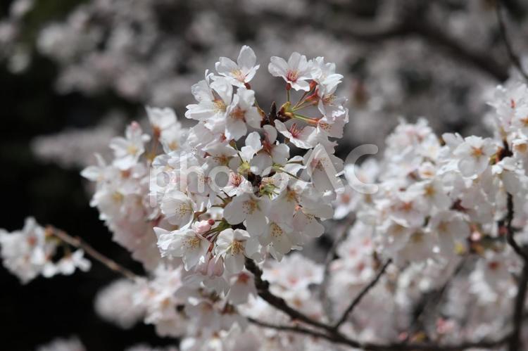 桜−ソメイヨシノ 桜,サクラ,春の写真素材