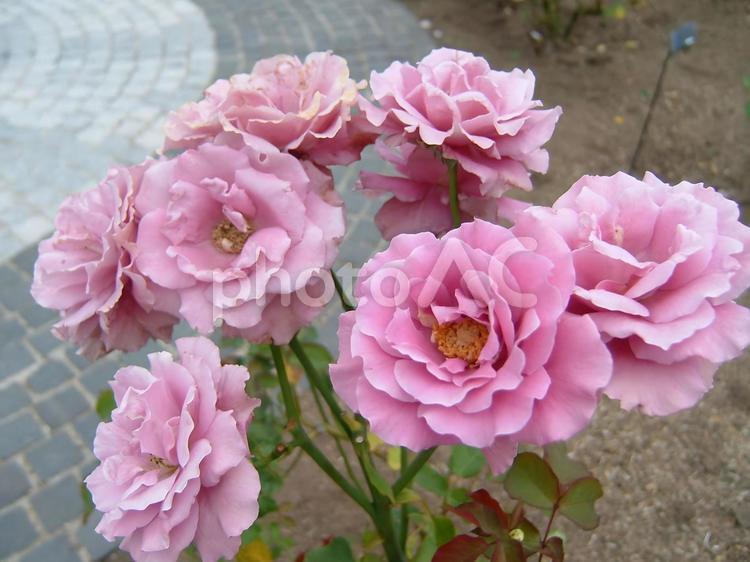 美しさと優雅さが共存する華やかなバラの花 バラ,花,植物の写真素材