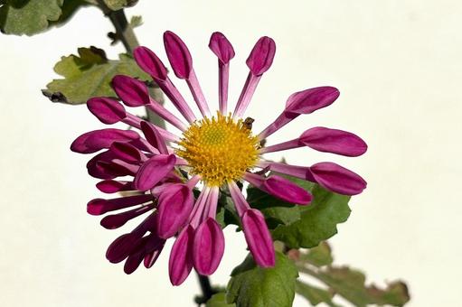 ピンポンマム菊 植物,花,花びらの写真素材