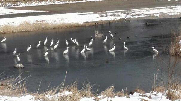 鳥 鳥の写真