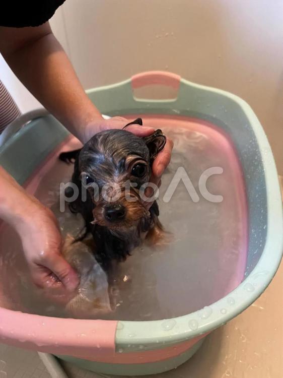 犬のお風呂 ヨークシャテリア,小型犬,室内犬の写真素材