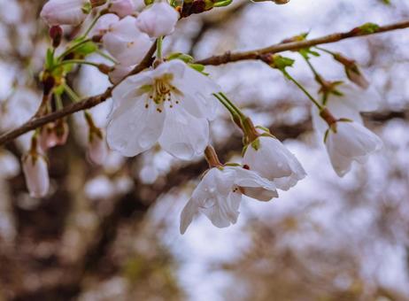 ソメイヨシノ桜ー63 ソメイヨシノ桜ー63の写真