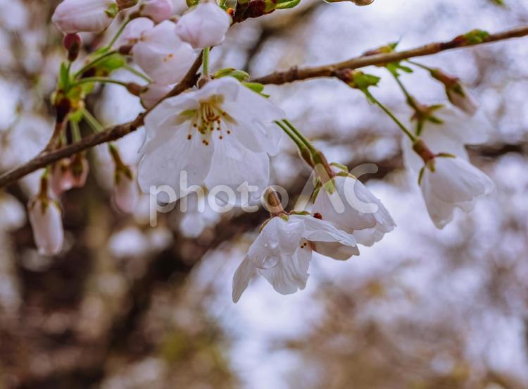 ソメイヨシノ桜ー63 ソメイヨシノ,桜,蕾の写真素材