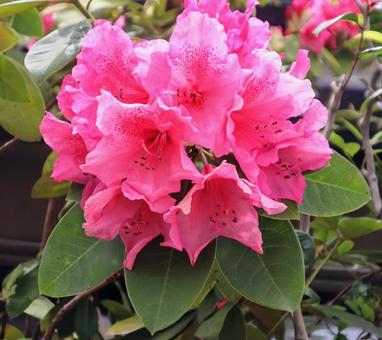 県花 県花の写真