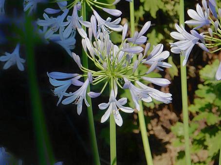 Photo, agapanthus, purple clam, blue, 