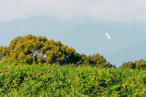 風景にマッチするサギ 風景にマッチするサギの写真