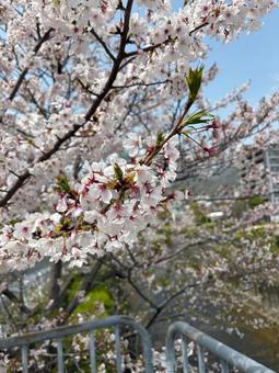 さくら さくら さくら,春,桜の写真素材