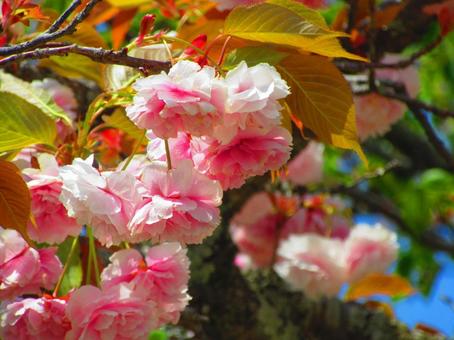 八重桜 八重桜の写真