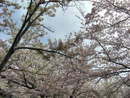 サクラの木-2 サクラの木-2の写真