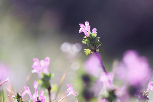 春の野原に咲くホトケノザのピンクの花 花,ホトケノザ,植物の写真素材