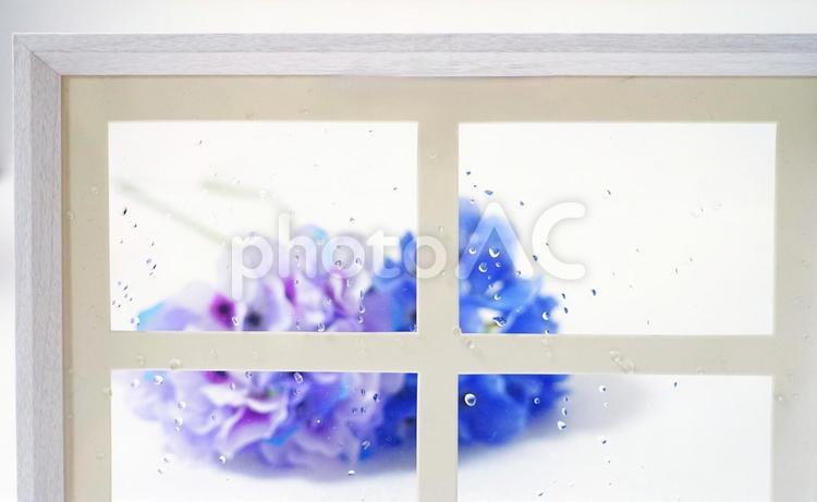 アジサイinフレーム 梅雨,窓,紫陽花の写真素材