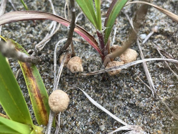 浜辺に生えた小さな白いキノコ きのこ,キノコ,白の写真素材