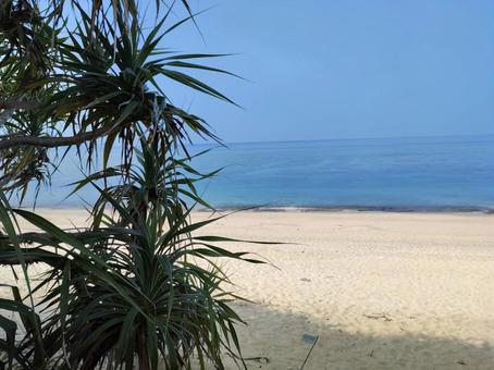 海岸（奄美大島）の写真