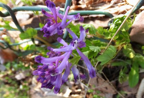 ムラサキケマン [Fumewort]-003の写真