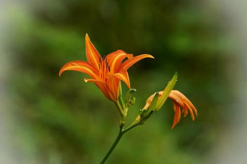 野に咲く百合の花 野に咲く百合の花 百合,ユリ,花の写真素材
