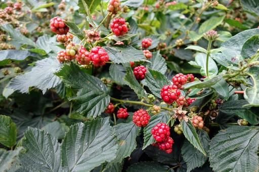 Photo, cultivation, farm, the season, 