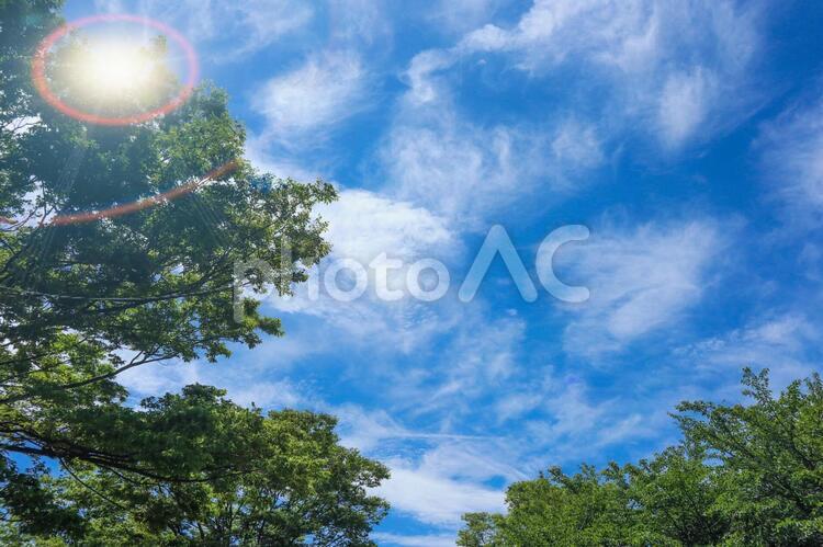 真夏の森と空と太陽 空,太陽,紫外線の写真素材