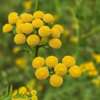 黄色い花 タンジー（ヨモギギク） タンジー,ヨモギギク,花の写真素材