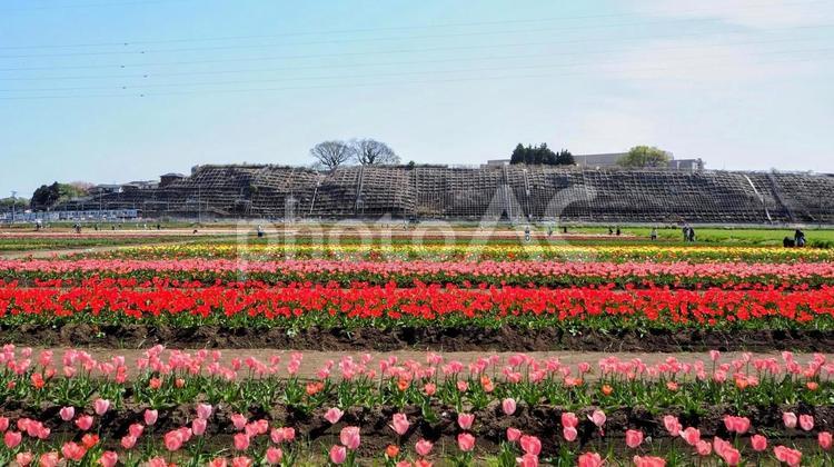 春の佐倉市・ふるさと広場のチューリップ畑 春,チューリップ,花畑の写真素材