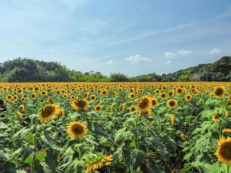 一面のひまわり畑 ひまわり,向日葵,ひまわり畑の写真素材
